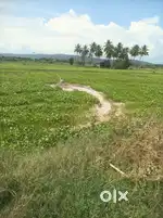 Agriculture land sale inusilampattitown, sadachipatti village, madurai