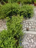 Jade plants ( special for bonsai )