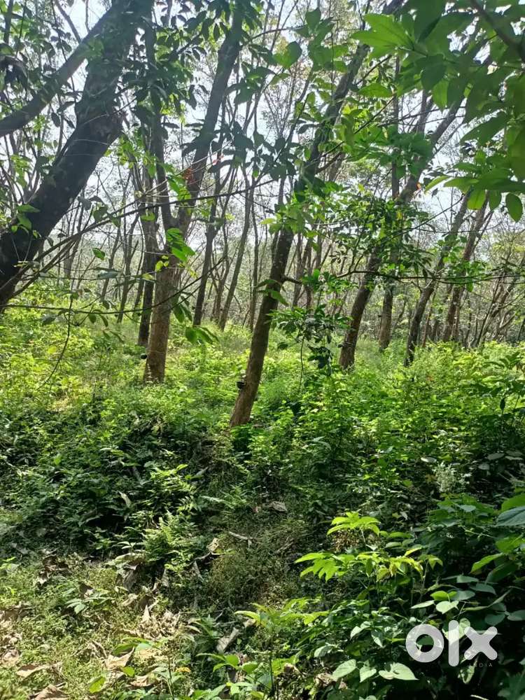 1 acre rubber plot