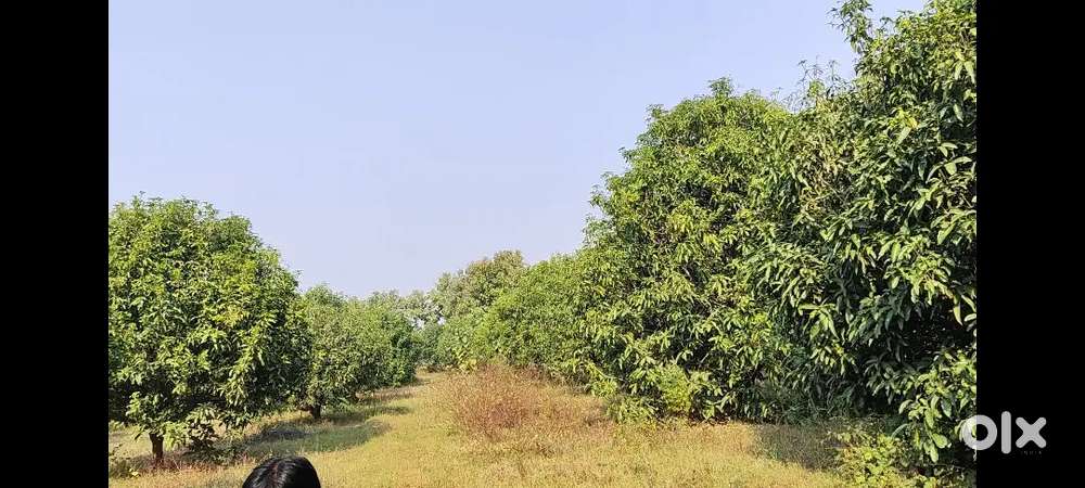 4+ bigha bagicha with 80-90 mango tree & 75-100 sangwan tree.