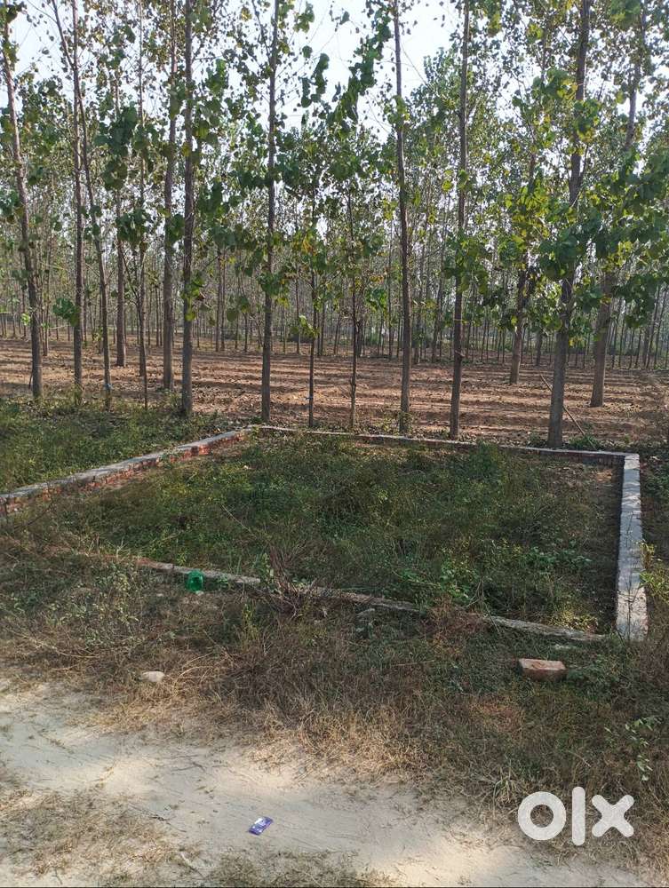 No dealer only director owner