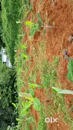 8cent house plot for sale at chelad junction