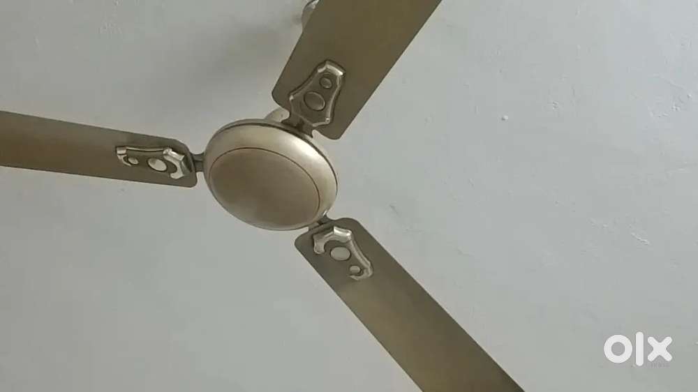 Polar Ceiling Fan