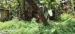 Aluva east kadungalloor 9 cent orginal purayidam 54:lakh
