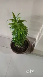 Female reception