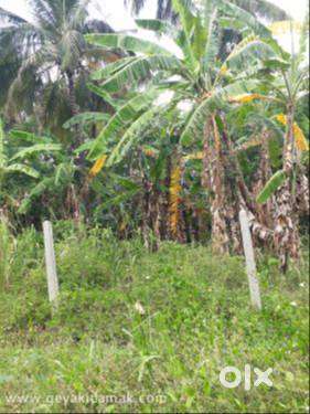 180 Cent Farmland for Sale at Muthalamada, Palakkad