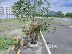 Plot for Sale