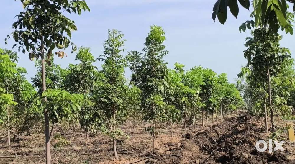 Mahagani plants Farmland 2.5L only