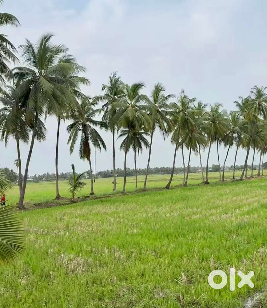 1/2 acre Agricultural land