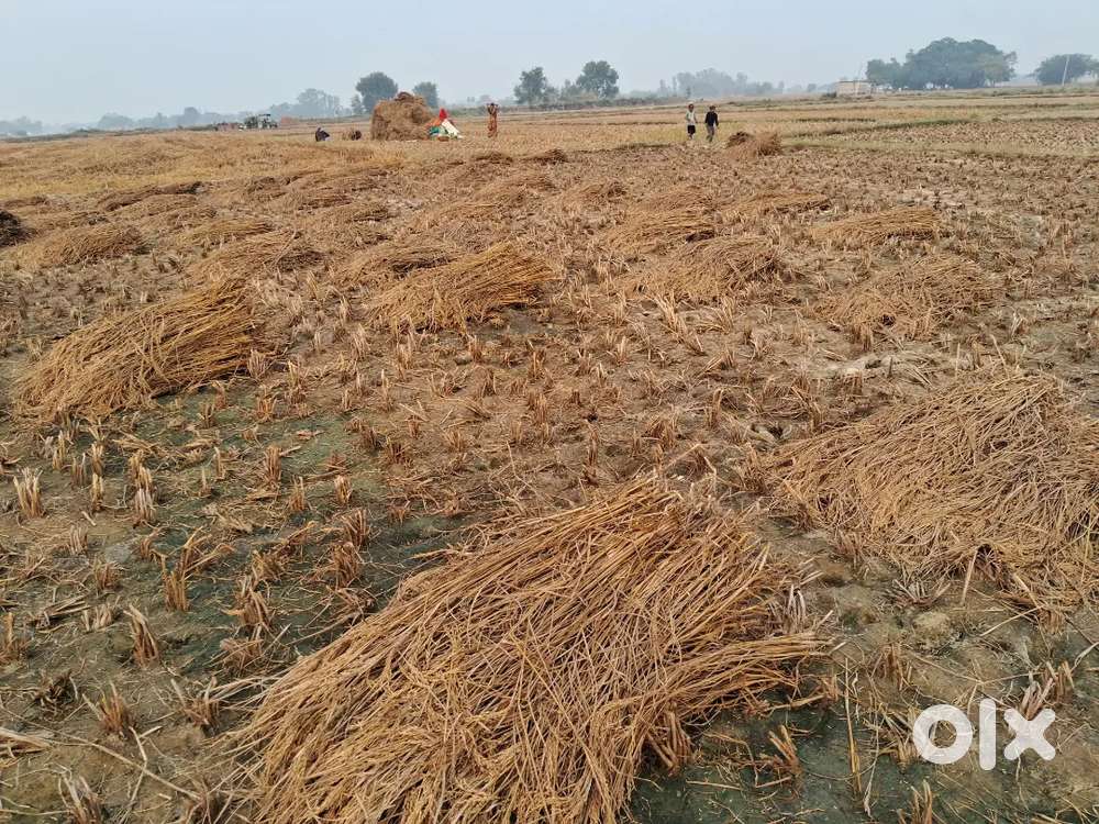 29 Bissa=3000000+200000 tibel ka