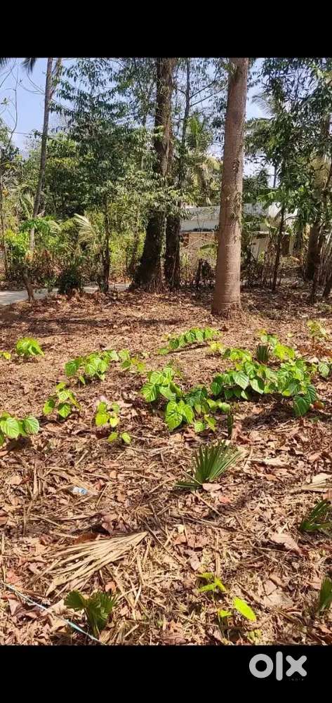 House plot for sale PARAMBU 10 cent in mundur palakkad