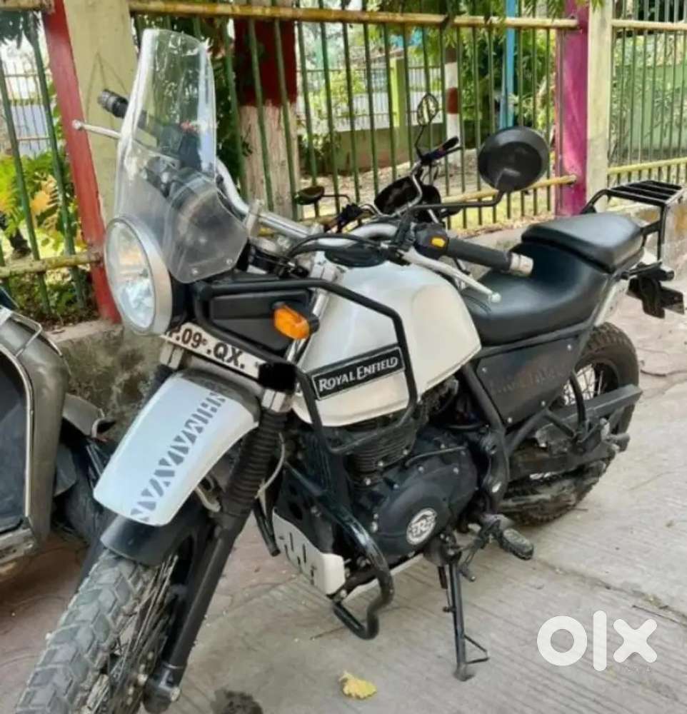 Top condition Himalayan