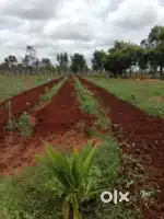 Fully Developed Managed Farm land for sale 6534sqft just 399/- persqft