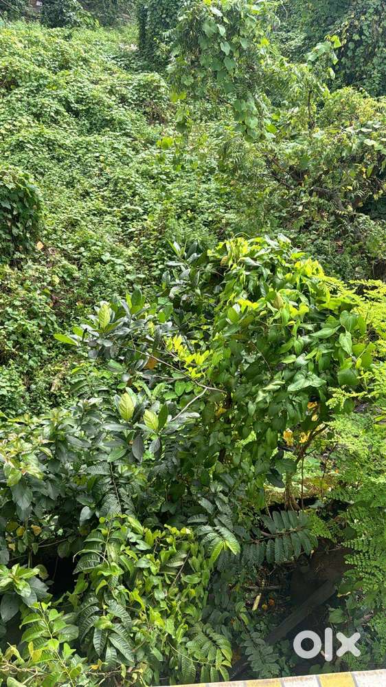 13 guntha plot for sale in Umbarde gaon,Near Singhania school, kalyan