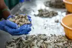Company Job Vacancy in Chingudi Processing and Packing Job