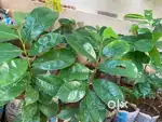 Plants & Plants
