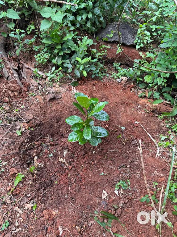 50 cent plain land or with shed required around 10 km from Thrissur