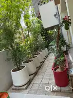 Well maintained potted plants