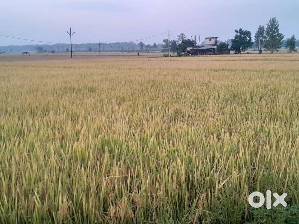 6 bigha jameen bikau hai 65 lac me negotiable deal