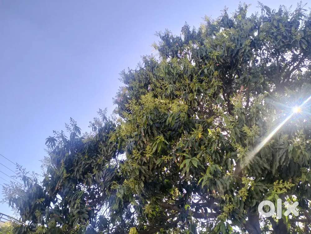 Industrial shed phase 8 b for rent