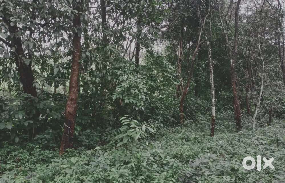 RRU 105, 9years ,rubber estate