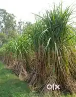 25 bigha jandhedi shamli agriculture land for sale