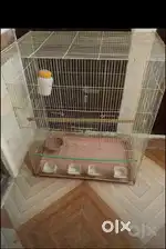 Bird cage big size