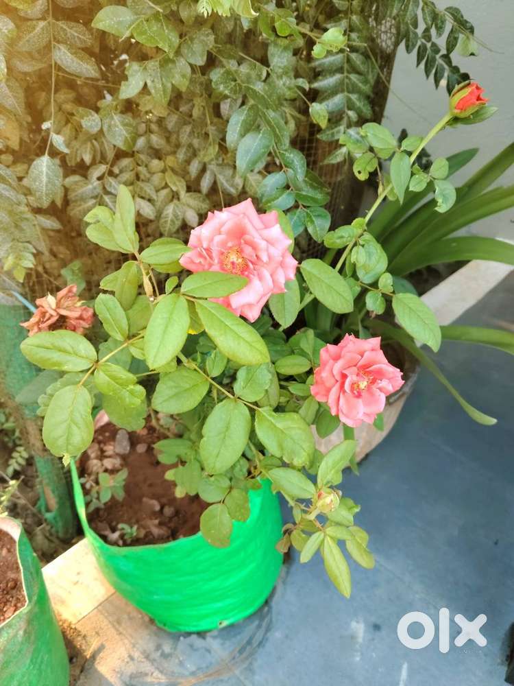 Designer, data entry jobs