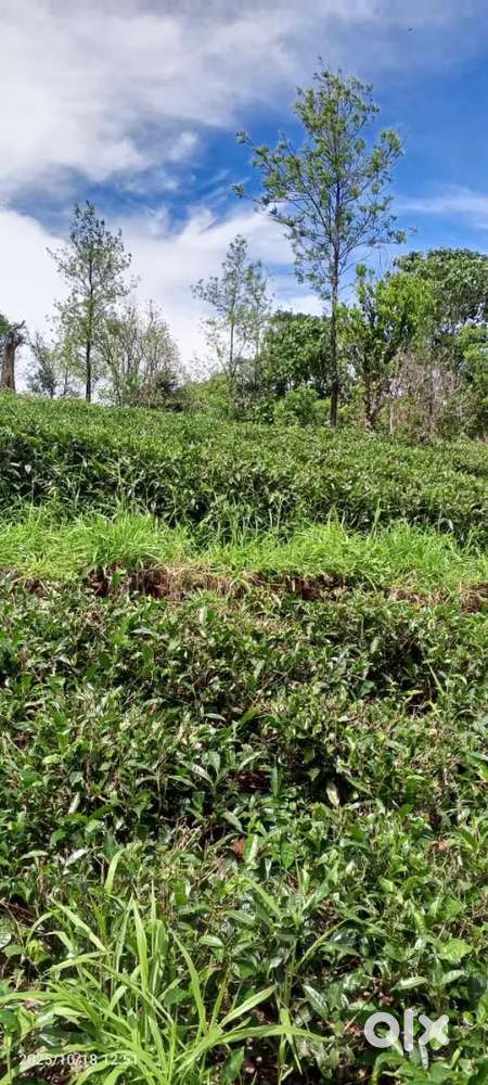 Pukkattupady near Cochin international school 35cent land  for sale