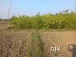 1 Bigha to 4Bigha FARMLAND available for sale at Amtala Gabberia