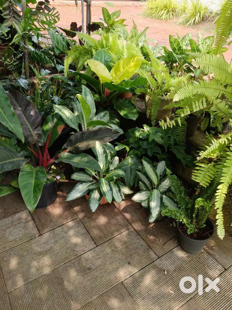 Indoor plants