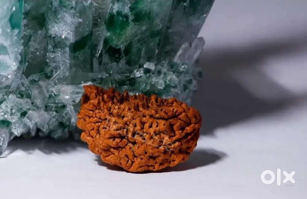 Ek Mukhi Rudraksh- Certified and New- Genuine & big size