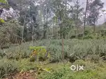 1 acre 72 cent sthalavum veedum vilpanak,main road il ninnum 800 m,v