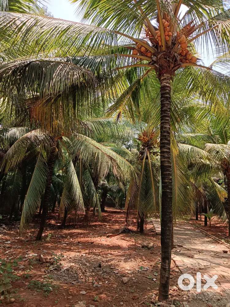 20 Cent Land for Sale,1 Kms from Thammathu Konam Junction, Nagercoil