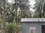 Coconut farm sale