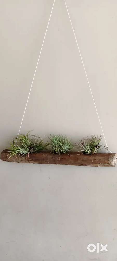 Air plant available