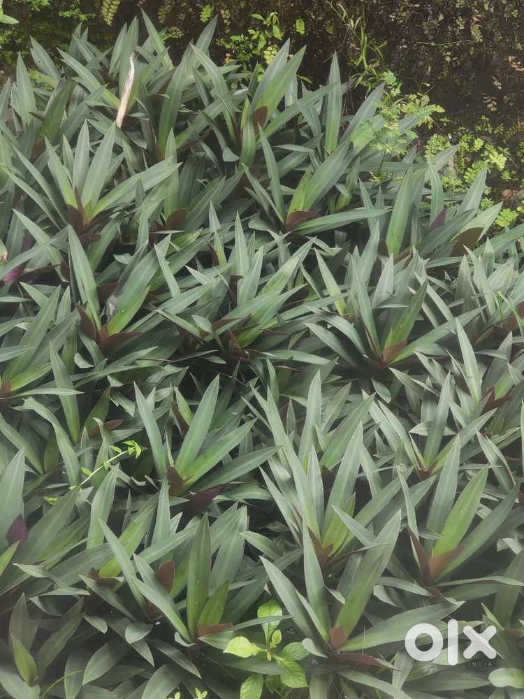 Oyster Lily Plant/Boat Lily/Thodeo Plant