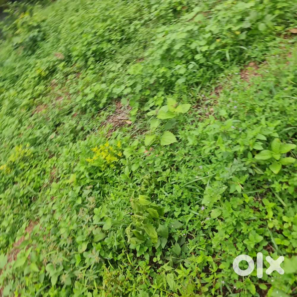 30 cents. Land for sale in Kaipuzha, Kottayam
