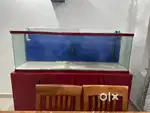 Imported 6 feet fish tank