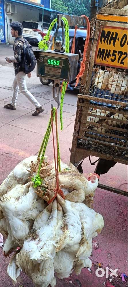 Chicken cutting store