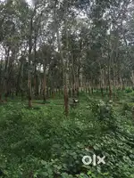 3.8 acre rubber estate for sale negotiable
