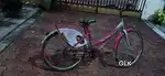 Lady bird cycle