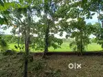 PALLIKKARA ERUMELY 16.5 CENT PADDY VIEW INFOPARK KAKKANAD 7 KM