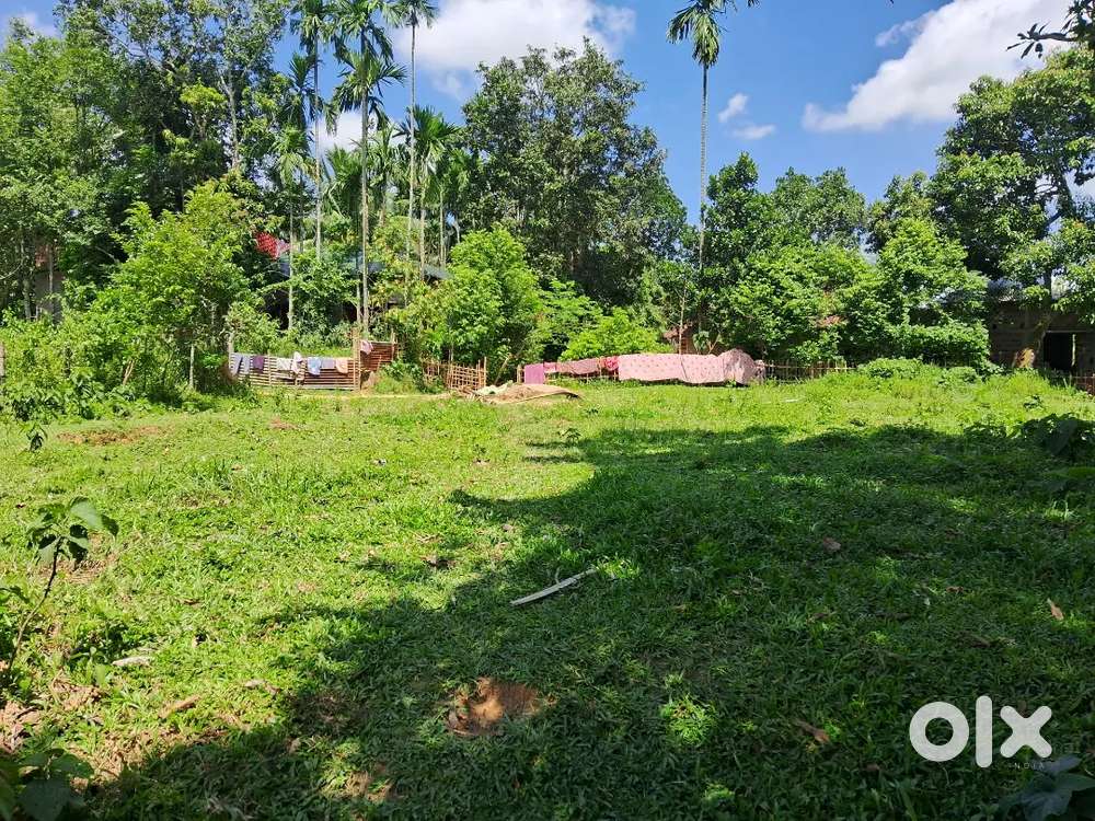 15 shotak   plot for sell( Hurua Dharmanagar)