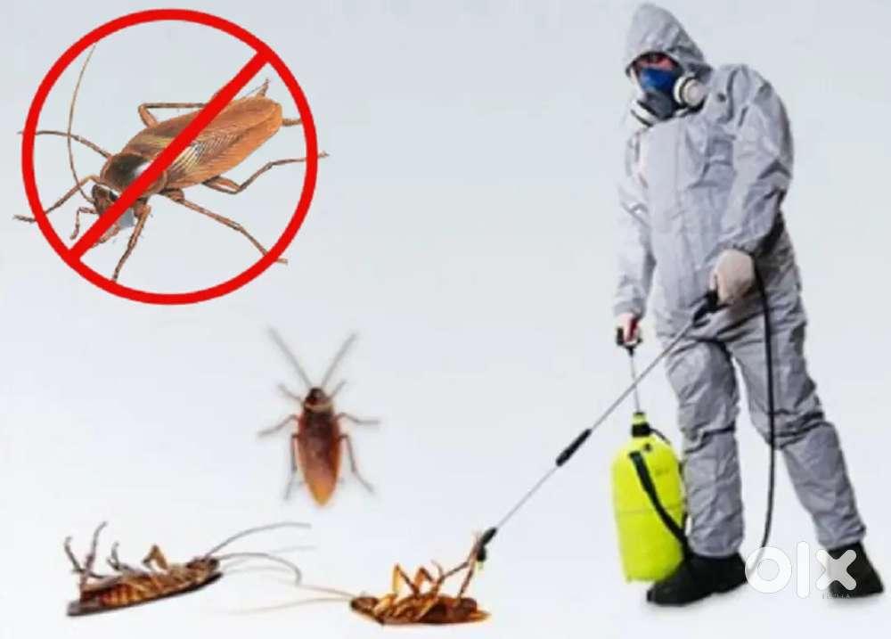 Get rid of cockroaches with 6 months warranty