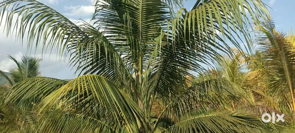 Coconut form for sale