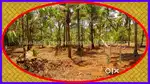 7 cents Residential Plot for sale in near Kavu Bus stop, Chevayur