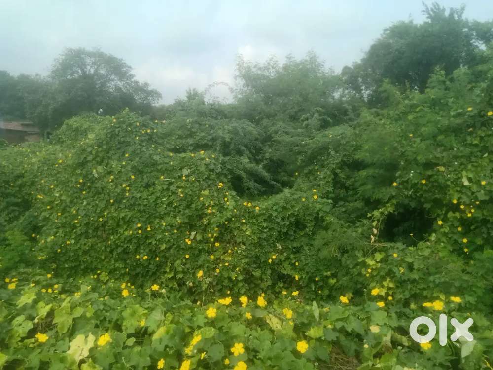 Rura sirsa me mein roar ke pas hai
