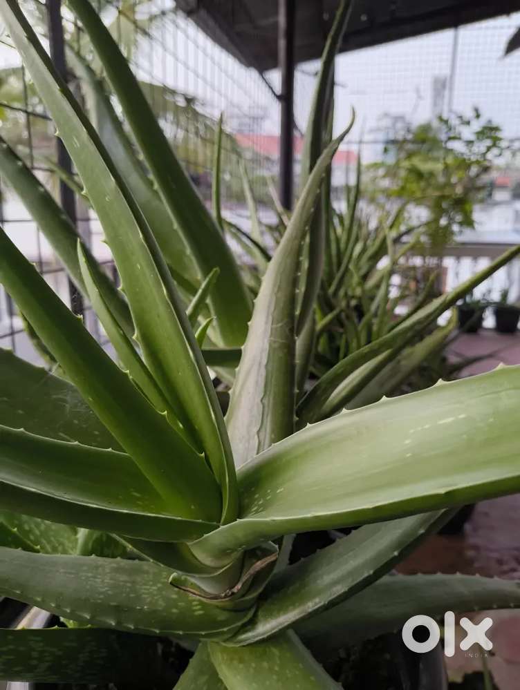 Aloe Vera Plant - Healthy & Fresh