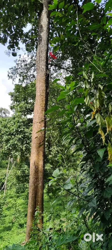 Teak wood For sale (63inch)40ft